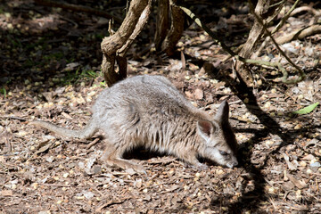 the joey wallaby is exploring his surroundings
