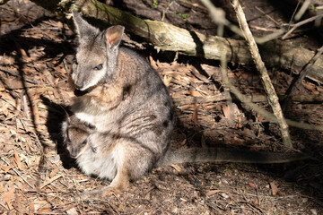 the tammar wallaby has a joey in her pouch