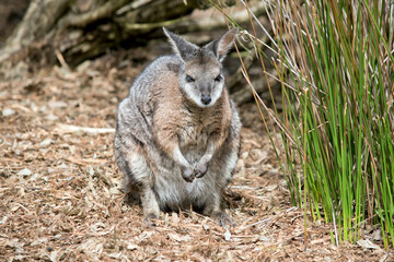 the tammar wallaby is mostly grey with tan paws, shoulders and a white chest