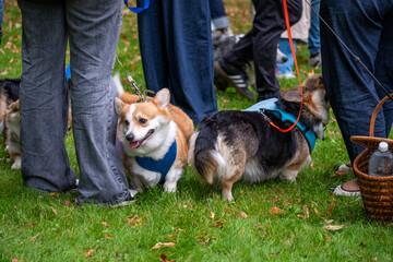 Corgis in vibrant harnesses gather joyfully at a lively parade, surrounded by enthusiastic participants, celebrating the spirit of community and canine companionship