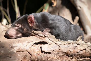 The Tasmanian devil is black in color with a white band on the chest and hindquarters and have nearly-hairless, pink ears.