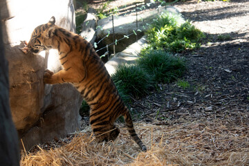 Tiger cubs are born small, blind, and weak. They're born with all their stripes and drink their mother's milk until they are six months old and then only eat meat.