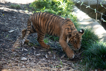 Tiger cubs are born small, blind, and weak. They're born with all their stripes and drink their mother's milk until they are six months old and then only eat meat.
