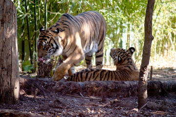 Tiger cubs have a coat of golden fur with dark stripes, the tiger is the largest wild cat in the world.