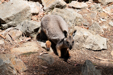 this is a joey yellow footed rock wallaby