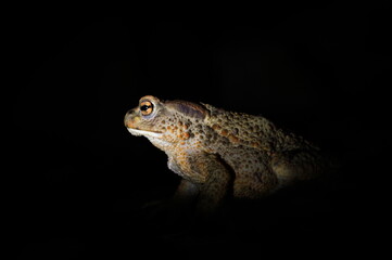 A common toad (Bufo bufo) captured in the darkness, lit by a beam of light, highlighting its rough skin texture.