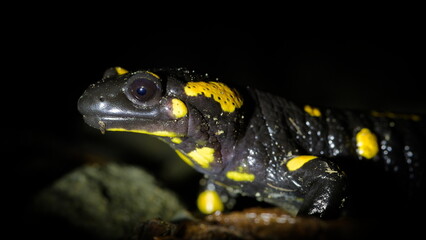 Fire salamander (Salamandra salamandra) portrait at night, Czech Republic.