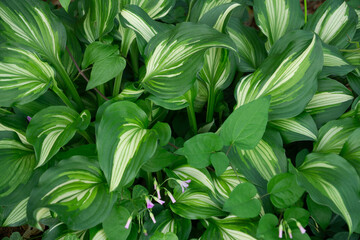 Variegated hosta leaves in garden