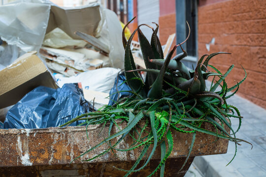 Garbage in the city. Aloe vera. Ecology in the city. Human attitude to nature