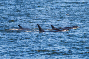 Fototapeta premium Trio of orca whales swimming among the San Juan Islands in Salish Sea off Anacortes in Washington