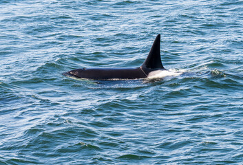 Fototapeta premium One male orca whale swimming among the San Juan Islands in Salish Sea off Anacortes in Washington