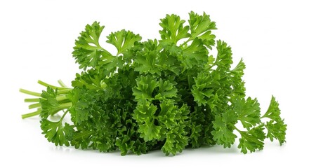 Fototapeta premium Fresh curly parsley bunch with vibrant green leaves isolated against a clean white background, perfect for culinary themes and healthy eating visuals .