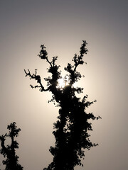 Fototapeta premium sorrel-tree--silhouette