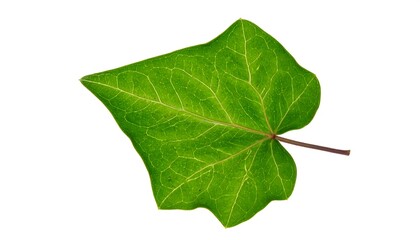 Obraz premium Close-up of a vibrant green leaf, showcasing intricate vein patterns against a plain white background.