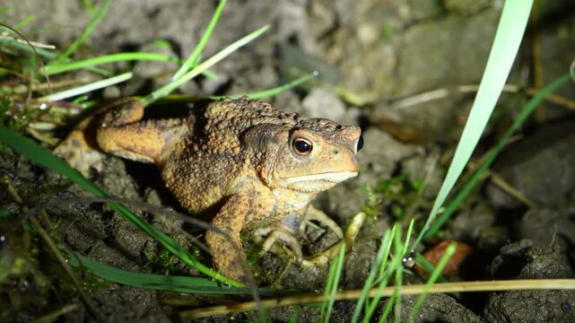 A common toad (Bufo bufo) captured in the darkness, lit by a beam of light, highlighting its rough skin texture.