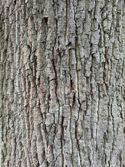 Fototapeta premium Rinde eines älteren Eichenbaums