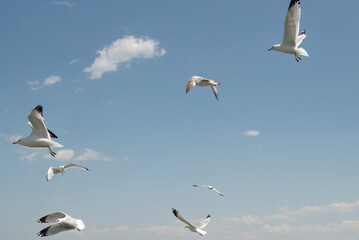 Seagull in mid-flight against blue sky with white fluffy clouds, soaring bird wings spread, graceful seagull portrait, freedom in nature, coastal wildlife, seabird flying in the air