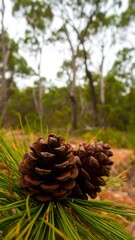 Two brown pine cones on a bed of green needles, blurry forest background