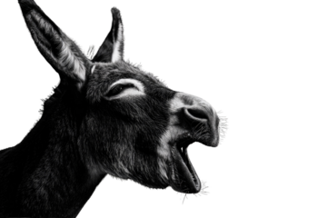 A monochrome close-up captures a donkey's expressive face, its mouth wide open in a dramatic yawn against a transparent background. background removed