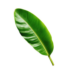 Obraz premium A vibrant, single banana leaf in full, fresh bloom, showcasing its luscious green color and intricate vein structure.