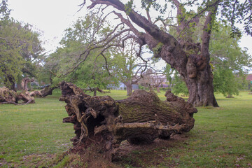 Quiet park filled with fallen trees