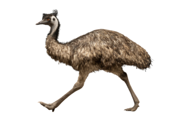 A brown emu with black and white neck feathers walks against a transparent background. background removed