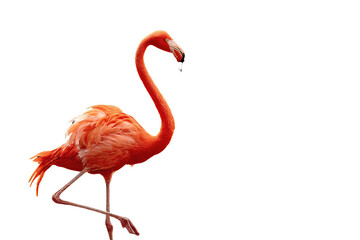 A vibrant orange flamingo stands elegantly against a stark transparent background, showcasing its vibrant plumage. background removed