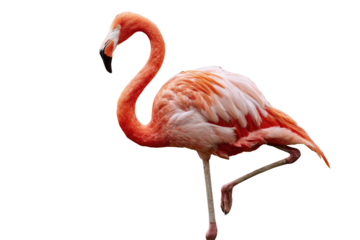 A vibrant flamingo stands on one leg against a transparent background, showcasing its pink and white plumage. background removed
