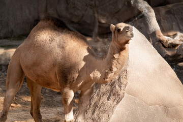 this is a side view of a camel