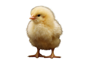 Obraz premium Fluffy yellow chick standing on transparent background, adorable baby bird. background removed
