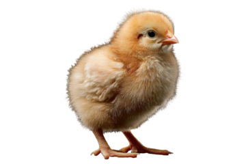 A fluffy yellow chick stands on a transparent background, showcasing its delicate features and downy feathers. background removed