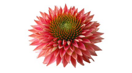 A vibrant pink Echinacea flower, isolated on a transparent background, showcasing its intricate details and delicate petals. background removed