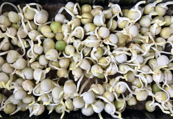 A lot of fresh green sprouts of peas. Microgreens in black containers. The beginning of germination, the fifth day
