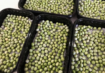 A lot of green sprouts of peas in dark-green germinator at home farm. The beginning of germination, the first day