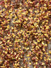 A lot of sprouts of seeds of red radish, microgreens in container for germination. The beginning of germination, the fifth day day.