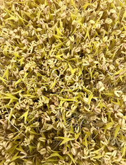 Mound of sprouted mung beans with small roots for eating