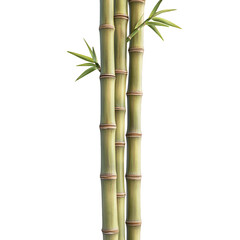 Naklejka premium Three bamboo stalks are standing upright on transparent background