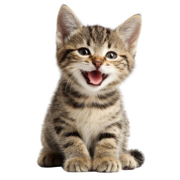Adorable tabby kitten sitting, mouth open in a happy meow, transparent background. background removed