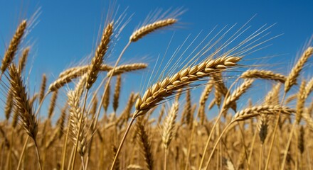 Fototapeta premium Golden Wheat Field Under a Vivid Blue Sky: A Stunning Close-Up of Ripe Wheat Stalks, Ready for Harvest. This high-resolution image captures the intricate details of the wheat kernels and awns, show...