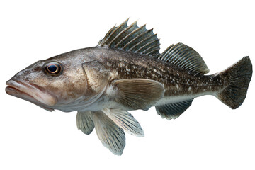 Naklejka premium A detailed close-up of a fish, showcasing its intricate scales and fins against a black backdrop. background removed