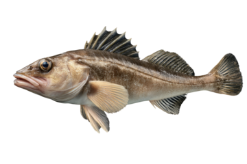 A detailed close-up of a Pacific Hake fish, isolated on a transparent background. background removed