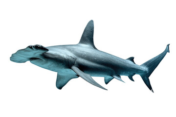 Obraz premium A large hammerhead shark, isolated on a transparent background, showcasing its unique head shape and powerful physique. background removed