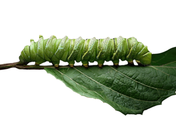 A vibrant green caterpillar crawls on a leaf against a transparent background. Macro photography showcases intricate details. background removed