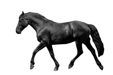 Fototapeta premium A majestic black horse in motion, captured in a dramatic monochrome against a stark transparent background. background removed