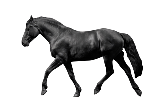 A majestic black horse in motion, captured in a dramatic monochrome against a stark transparent background. background removed