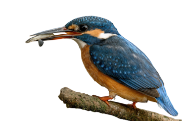 A vibrant kingfisher perched on a branch, holding a small fish in its beak against a transparent background. background removed