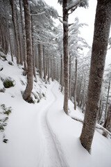Fototapeta premium winding path leads into forest surrounded by tall trees blanketed in snow