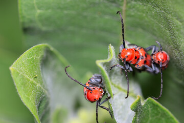 Close up view of three Long horn Red Milkweed beetles on the Milkweed plant
