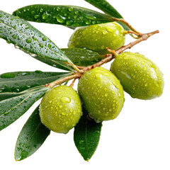 Fresh green olives on a branch with water droplets, isolated on transparent background. background removed