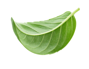 Single Green Basil Leaf CloseUp Fresh Herb Ingredient.